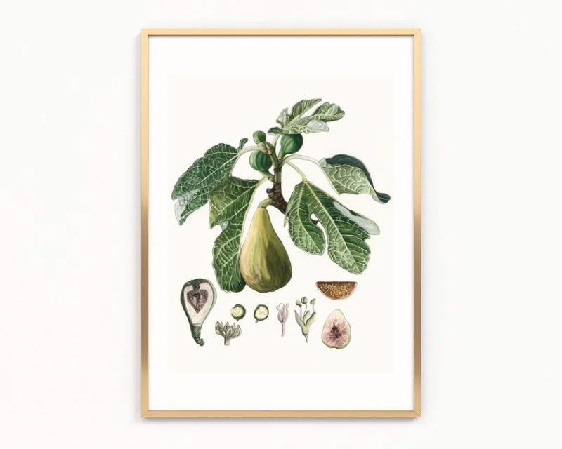 Mum’s Fig Tree