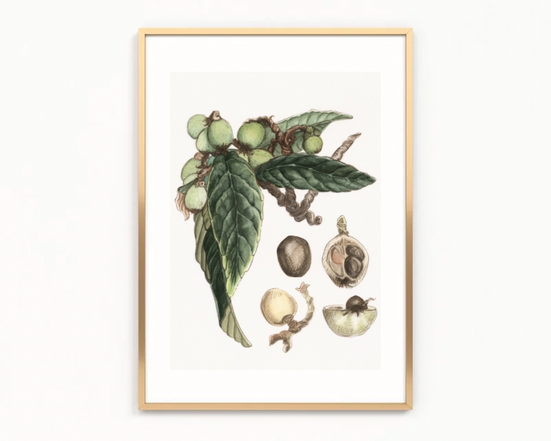 Loquat Tree