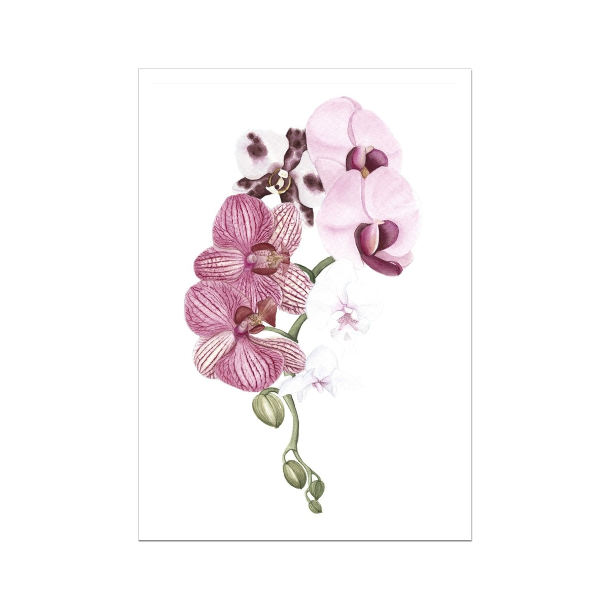 Orchid Blush I