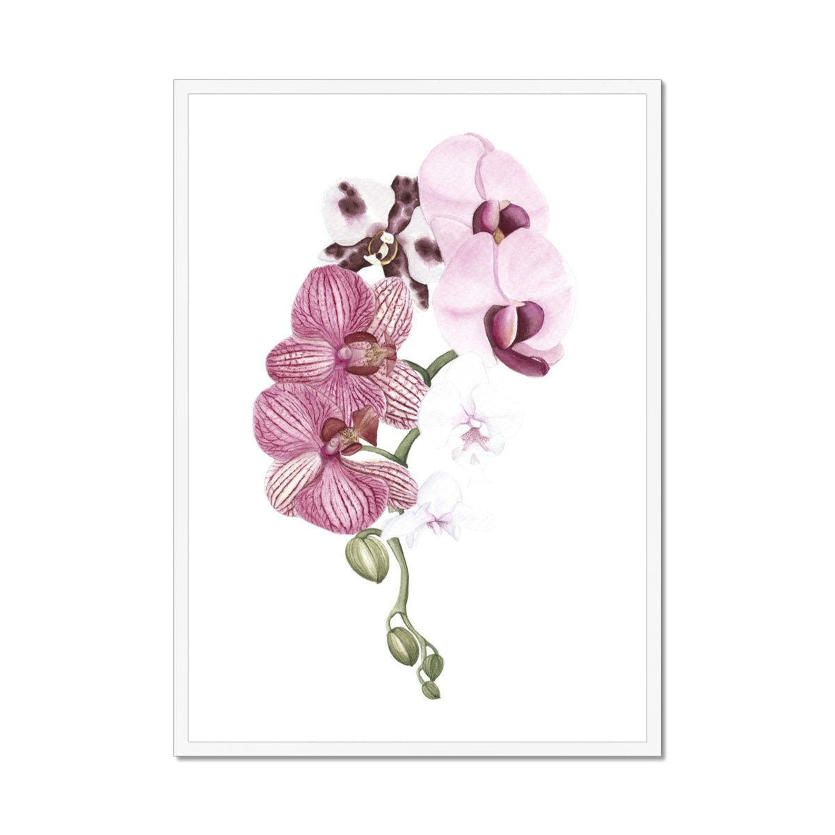 Orchid Blush I