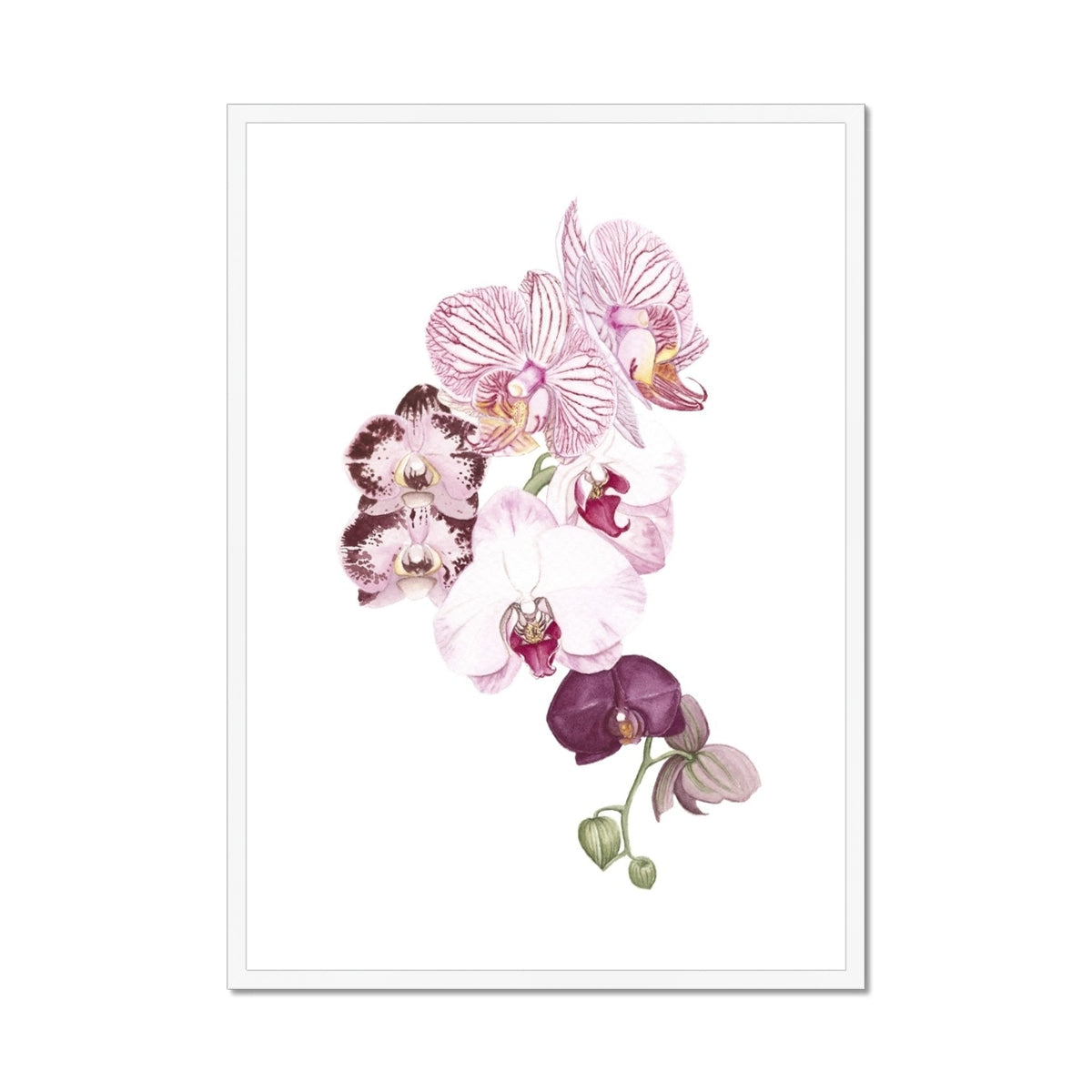 Orchid Blush II