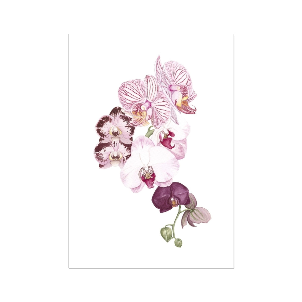 Orchid Blush II