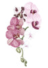 Orchid Blush I