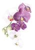 Orchid Blush III