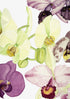Orchid Blush White
