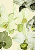 Orchid Olive Green and Cream
