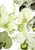 Orchid Olive Green and White